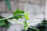 dailyPhoto15