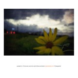 dailyPhoto11