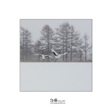 dailyPhoto12