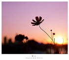 dailyPhoto29
